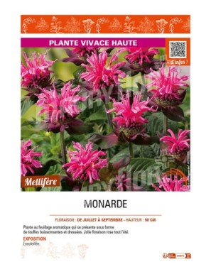 MONARDA (rose)