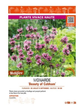 MONARDA Beauty of Cobham