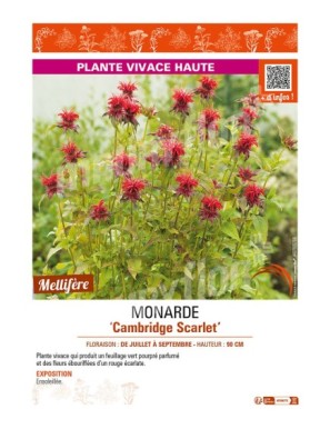 MONARDA Cambridge Scarlet