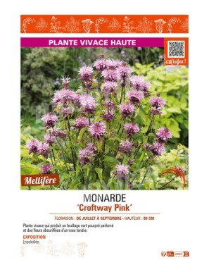 MONARDA Croftway Pink