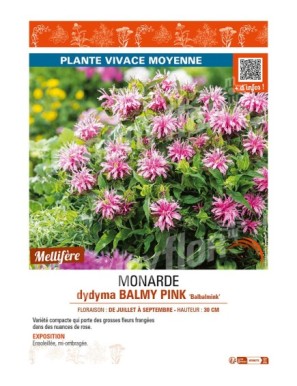 MONARDA didyma BALMY PINK Balbalmink’