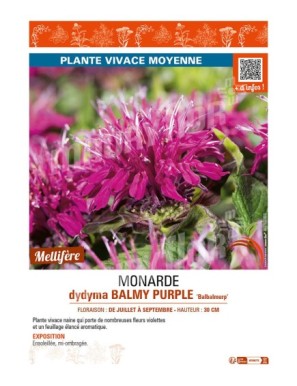 MONARDA didyma BALMY PURPLE Balbalmurp’
