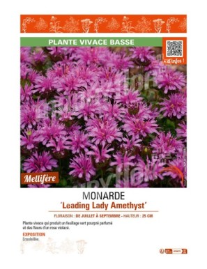 MONARDA Leading Lady Amethyst