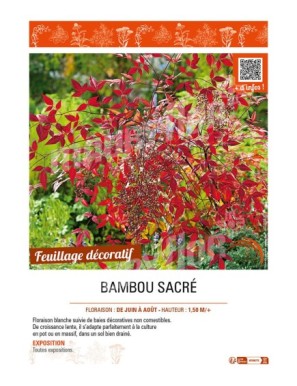 NANDINA DOMESTICA voir BAMBOU SACRÉ