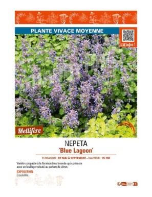 NEPETA (faassenii) Blue Lagoon