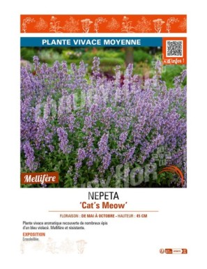 NEPETA (faassenii) Cat’s Meow