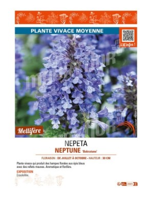 NEPETA (nervosa) NEPTUNE Bokratune
