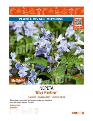 NEPETA (subsessilis) Blue Panther
