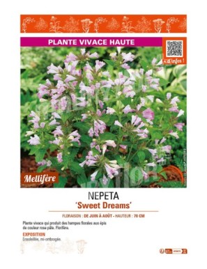 NEPETA (subsessilis) Sweet Dreams