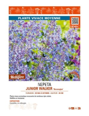 NEPETA (x faassenii) JUNIOR WALKER Novanepjun