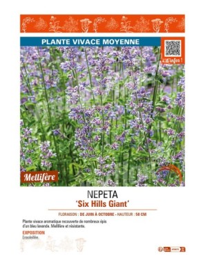 NEPETA (x faassenii) Six Hills Giant