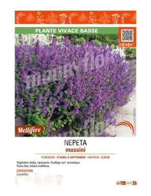 NEPETA mussini