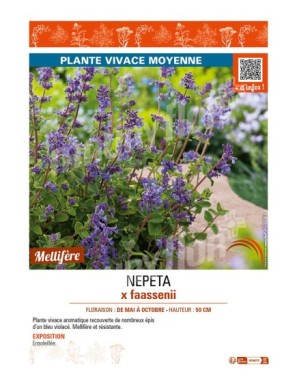 NEPETA x faassenii