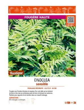 ONOCLEA sensibilis