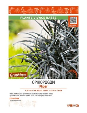 OPHIOPOGON (planiscapus) Niger