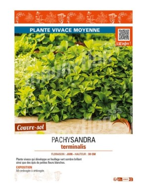 PACHYSANDRA terminalis