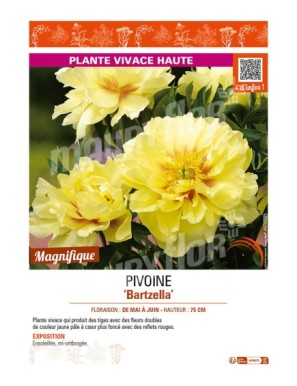 PAEONIA itoh Bartzella voir PIVOINE