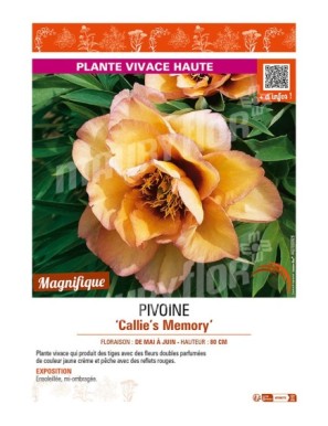 PAEONIA itoh Callie's Memory voir PIVOINE