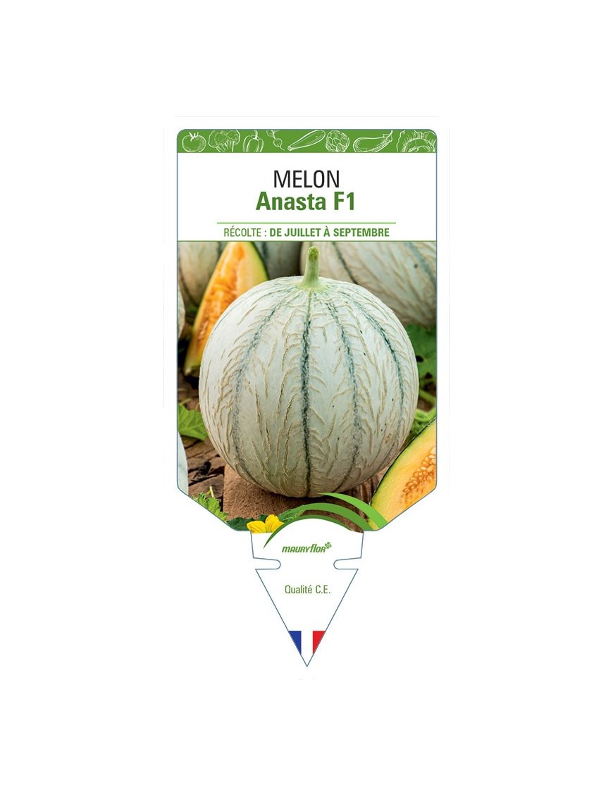 MELON ANASTA F1