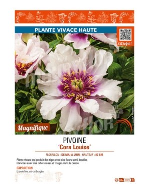 PAEONIA itoh Cora Louise voir PIVOINE