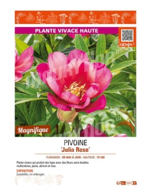 PAEONIA itoh Julia Rose voir PIVOINE