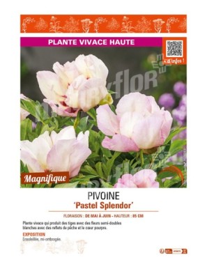 PAEONIA itoh Pastel Splendor voir PIVOINE