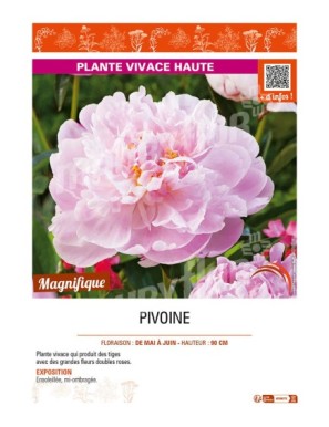 PAEONIA lactiflora (double rose)