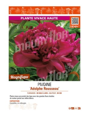 PAEONIA lactiflora Adolphe Rousseau voir PIVOINE