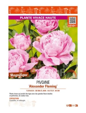 PAEONIA lactiflora Alexander Fleming voir PIVOINE