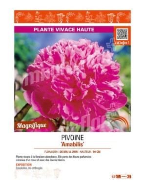 PAEONIA lactiflora Amabilis voir PIVOINE