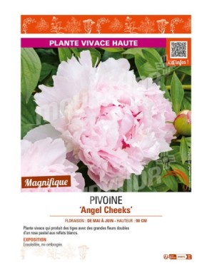 PAEONIA lactiflora Angel Cheeks voir PIVOINE