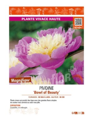 PAEONIA lactiflora Bowl of Beauty voir PIVOINE