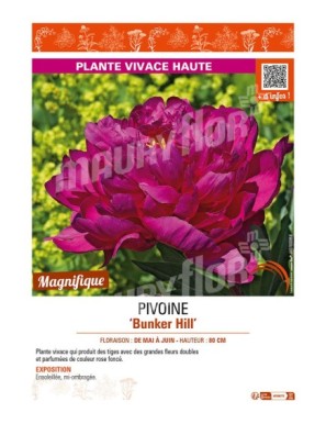 PAEONIA lactiflora Bunker Hill voir PIVOINE