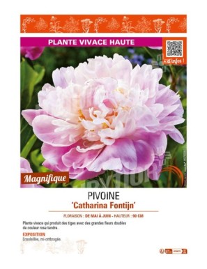 PAEONIA lactiflora Catharina Fontijn voir PIVOINE