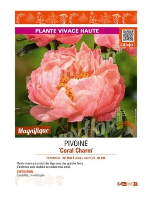 PAEONIA lactiflora Coral Charm voir PIVOINE