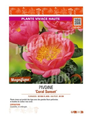 PAEONIA lactiflora Coral Sunset voir PIVOINE
