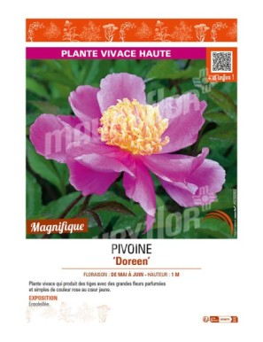 PAEONIA lactiflora Doreen voir PIVOINE