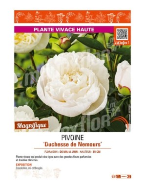 PAEONIA lactiflora Duchesse de Nemours voir PIVOINE