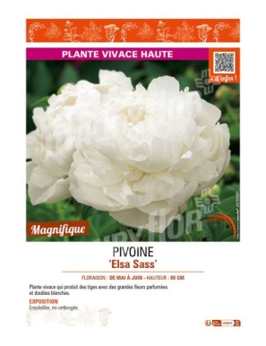 PAEONIA lactiflora Elsa Sass voir PIVOINE