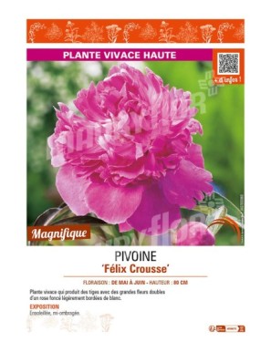 PAEONIA lactiflora Félix Crousse voir PIVOINE