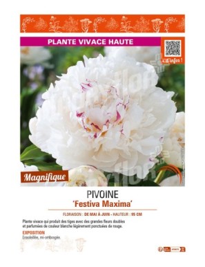 PAEONIA lactiflora Festiva Maxima voir PIVOINE
