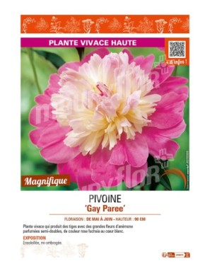 PAEONIA lactiflora Gay Paree voir PIVOINE