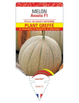 MELON ANASTA F1 PLANT GREFFÉ