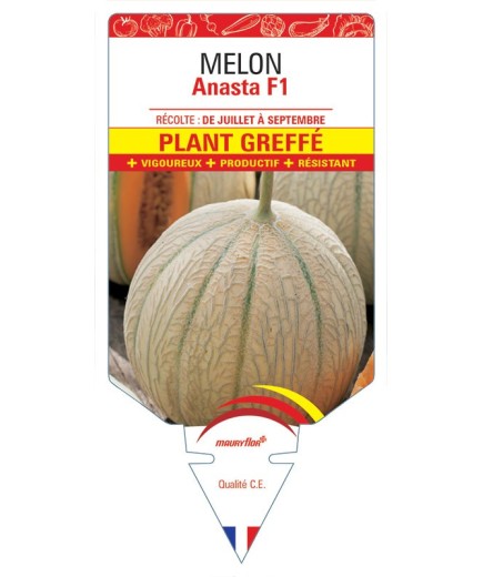MELON ANASTA F1 PLANT GREFFÉ