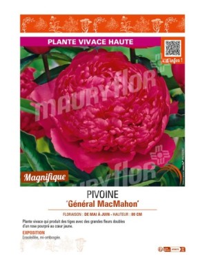PAEONIA lactiflora Général MacMahon voir PIVOINE