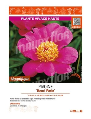 PAEONIA lactiflora Henri Potin voir PIVOINE