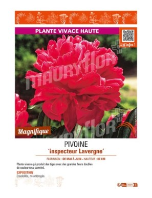 PAEONIA lactiflora Inspecteur Lavergne voir PIVOINE