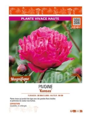 PAEONIA lactiflora Kansas voir PIVOINE