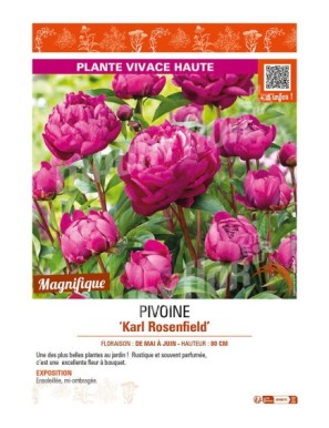 PAEONIA lactiflora Karl Rosenfield voir PIVOINE