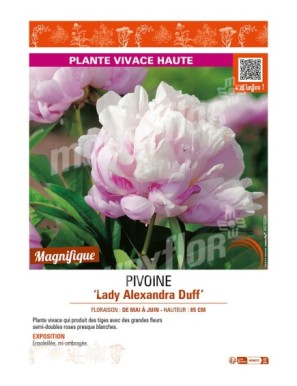 PAEONIA lactiflora Lady Alexandra Duff voir PIVOINE